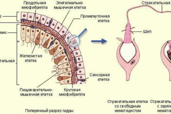 Что такое кракен маркет торкнет