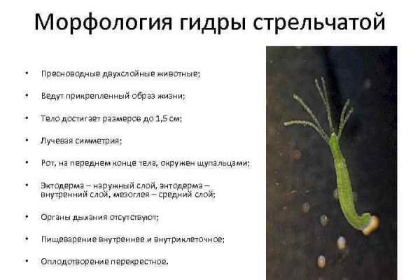 Ссылка на кракен тг
