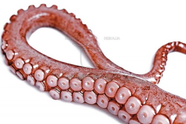 Kraken 19 at