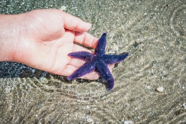 Kraken ссылка на сайт актуальная