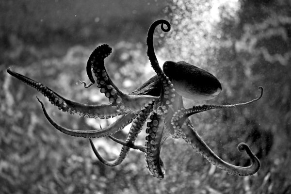 Ссылка на kraken торговая площадка