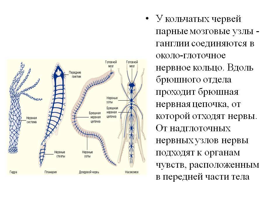 Кракен сайт бошки